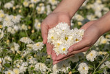 Chrysanthemum flowers in the garden arranged in a heart shape on the girl's hand
