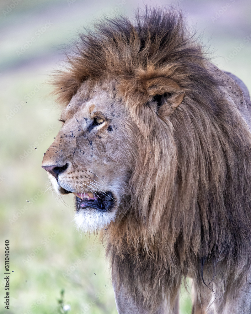 Lion - Dominant male on the savanna of the MasaiMara National Prk in Kenya Lion - Dominant male on the savanna of the MasaiMara National Prk in Kenya