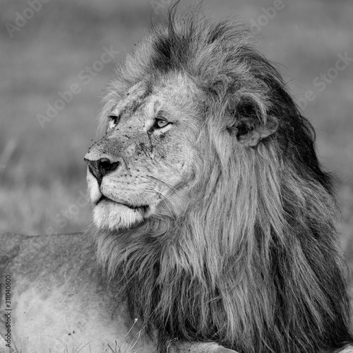 Fototapeta Naklejka Na Ścianę i Meble -  Lion - Dominant male on the savanna of the MasaiMara National Prk in Kenya