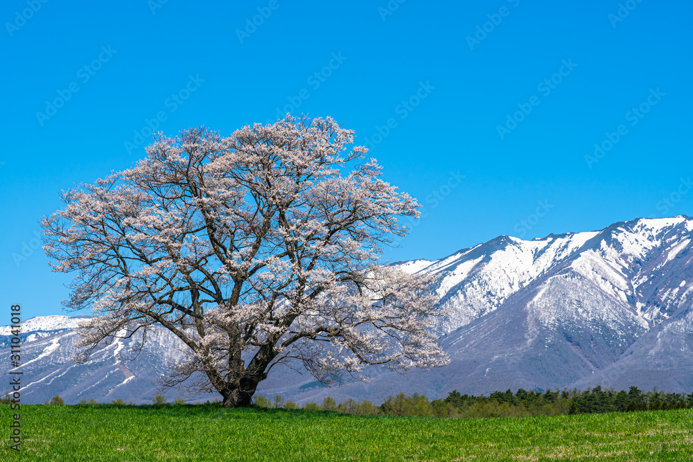 Lonesome Cherry Blossom in springtime sunny day morning and clear blue sky. One lonely pink tree standing on green grassland with snow capped mountains range in background, beauty rural natural scene