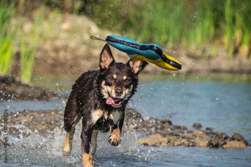 Brown kelpie is jumping into the water. She wants her toy! Dog in amazing autumn photo workshop in Prague. Brown kelpie is jumping into the water. She wants her toy! Dog in amazing autumn photo workshop in Prague.