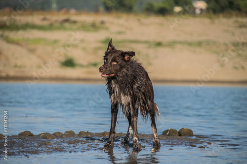Funny portrait of brown border collie. He looks so cute and funny with this position of legs. © doda