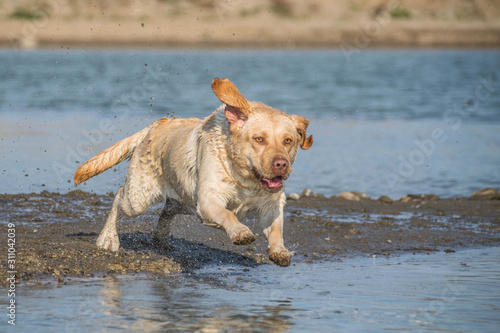 Labrador is jumping into the water. He wants ball! Dog in amazing autumn photo workshop in Prague.