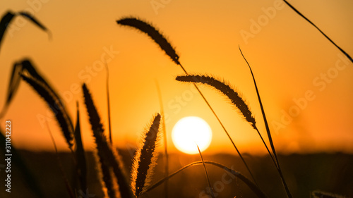 Beautiful Sunset over the field. Sun disk and Grass silhouette. Summer evening in Blagoveshenskaya. Anapa  Russia.