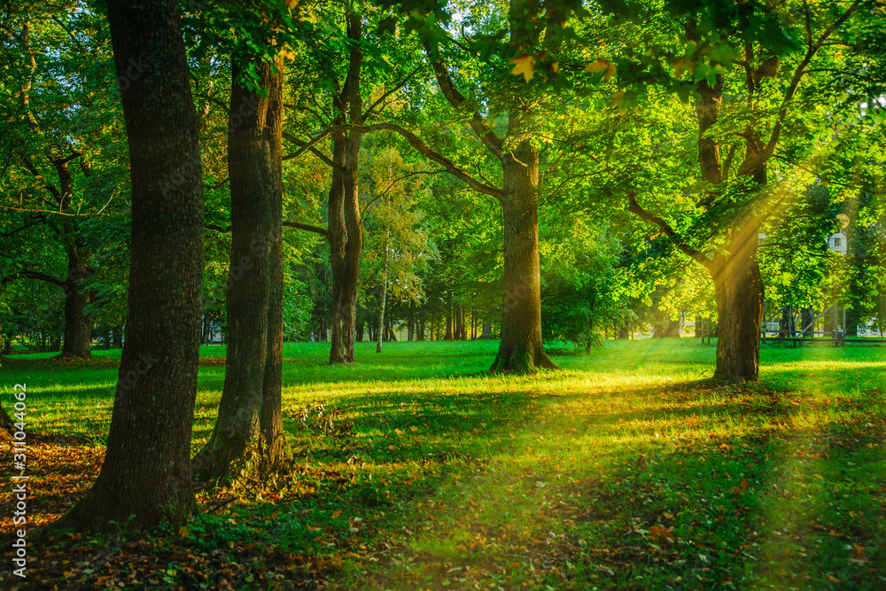 Fototapeta premium Green forest in summer time with sun rays crashing through the trees
