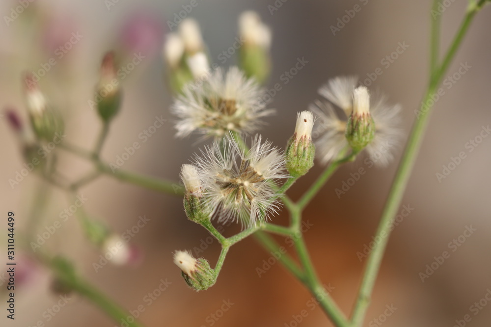 Close up White Little Ironweed ,White Grass Flower Close up White Little Ironweed ,White Grass Flower
