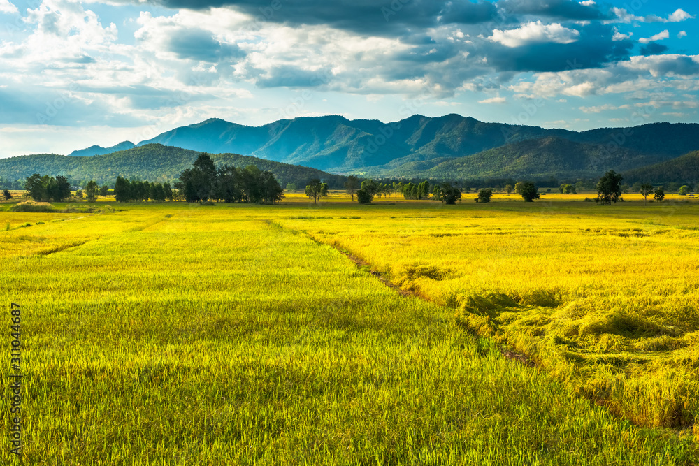 Golden Rice Field (Uttaradit, Thailand)