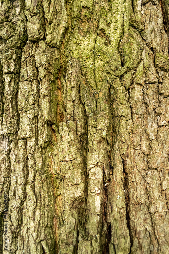 tree bark in close-up in spring tree bark in close-up in spring