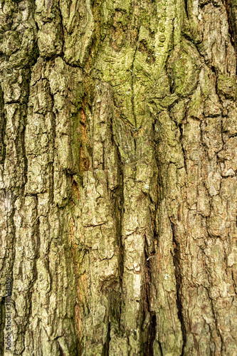 tree bark in close-up in spring
