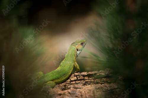 Oestliche Smaragdeidechse  Lacerta viridis  European green lizard