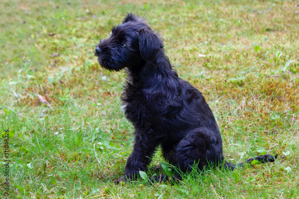 Miniature Schnauzer Dwarf Schnauzer, Zwergschnauzer puppy sitting on a grass Miniature Schnauzer Dwarf Schnauzer, Zwergschnauzer puppy sitting on a grass