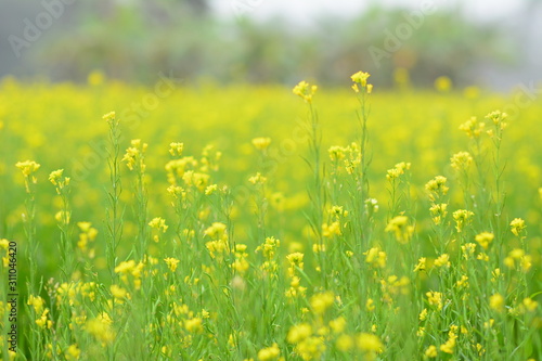 Mustard plant with blur background.