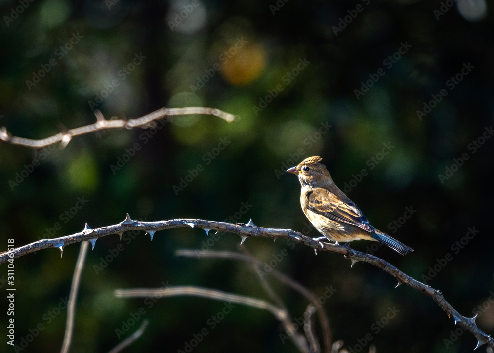 Indigo Bunting on a thorn branch! Indigo Bunting on a thorn branch!