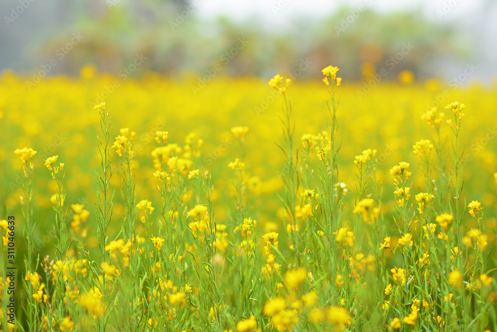 Fototapeta premium Mustard plant with blur background.