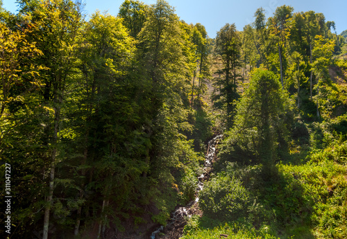 a winding stream flows on a slope in a mountain forest on a sunny summer day among tall deciduous trees under a blue sky - Caucasus, Southern Russia © Alexei Merinov