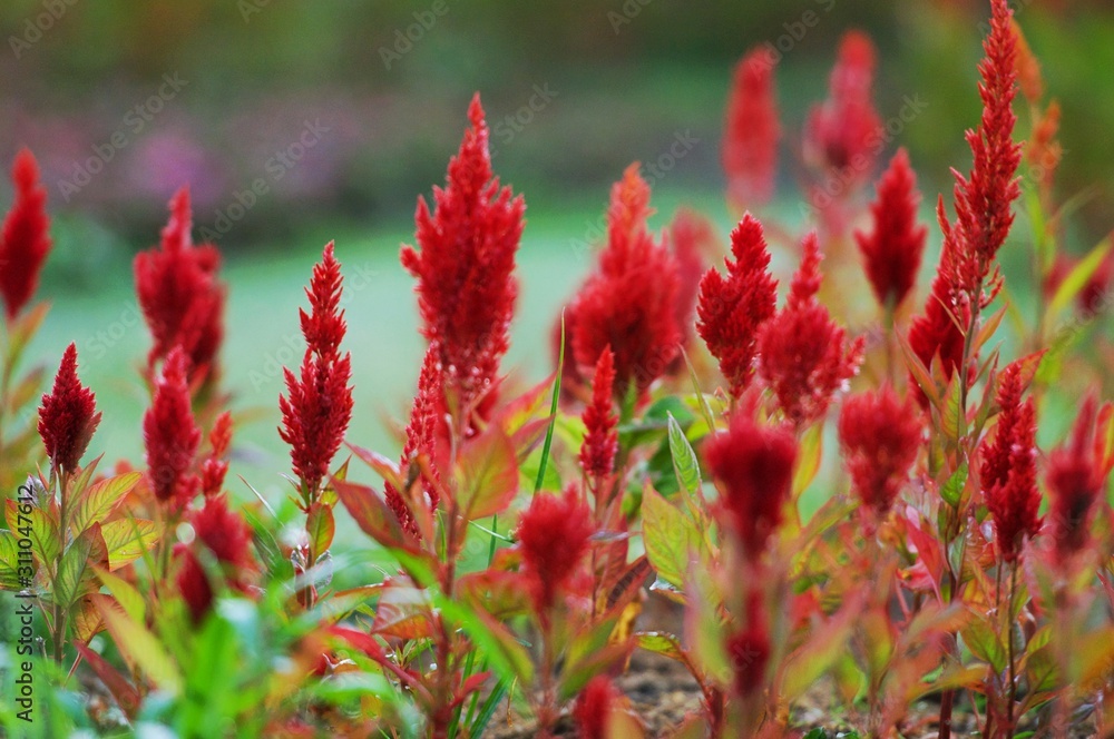 red celosia or cockcomb flowers in the public garden, blurred background. A Green and red flowering background for the design or decorating, Christmas and Valentine. red celosia or cockcomb flowers in the public garden, blurred background. A Green and red flowering background for the design or decorating, Christmas and Valentine.