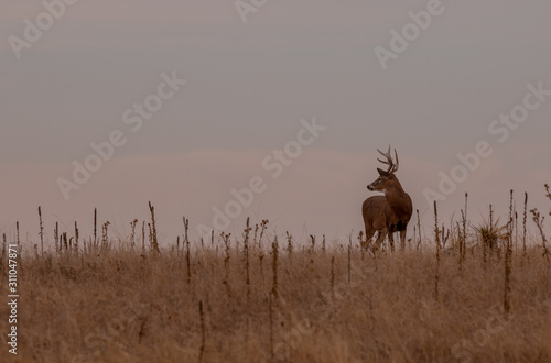 Whitetail Deer Buck in Colorado During the Fall Rut