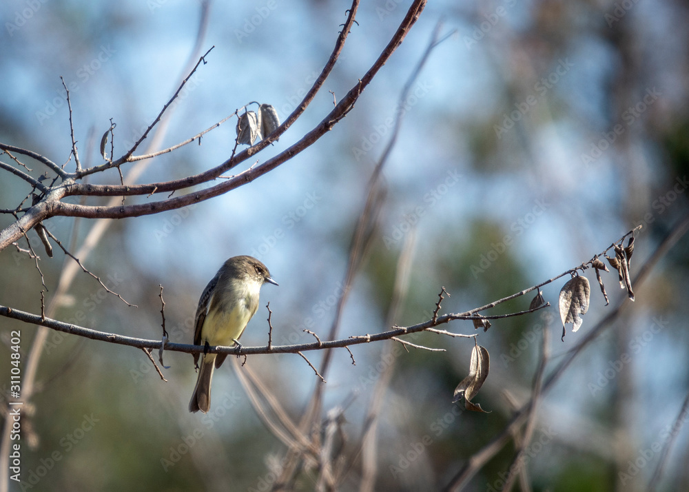 Eastern Phoebe on a bare branch! Eastern Phoebe on a bare branch!