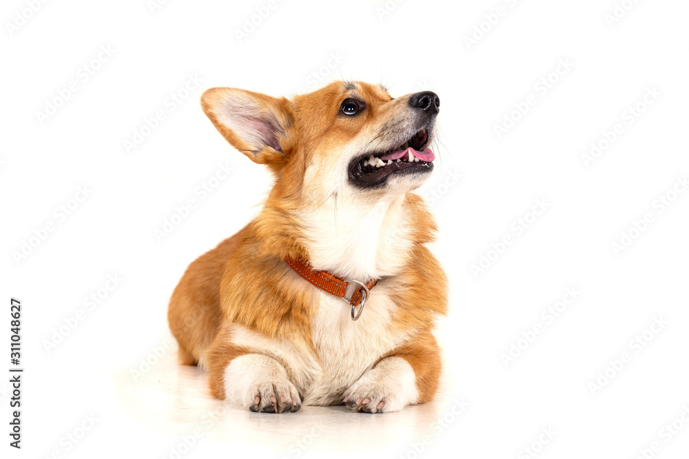 Welsh Corgi Cardigan Welsh Corgi Cardigan