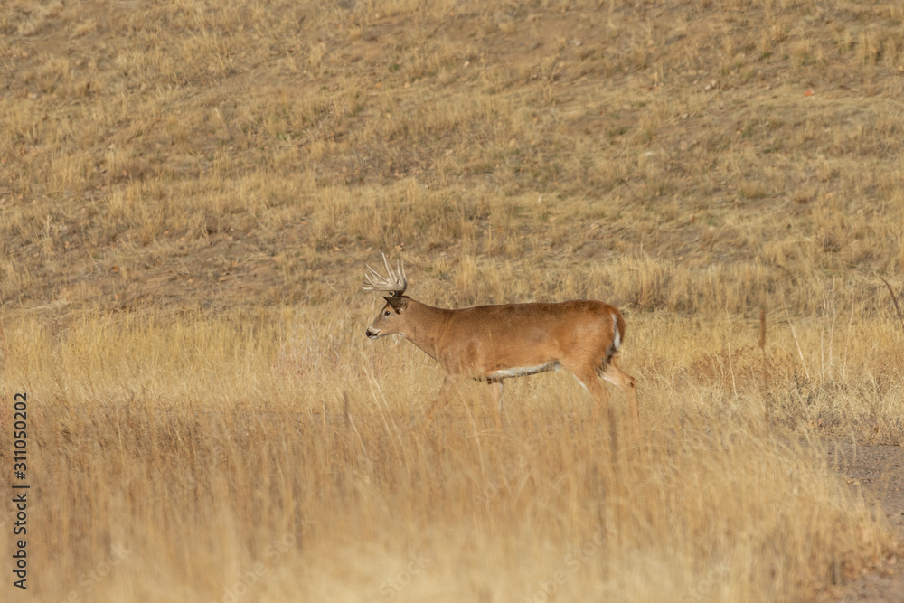 Fototapeta premium Whitetail Deer Buck in Colorado During the Fall Rut