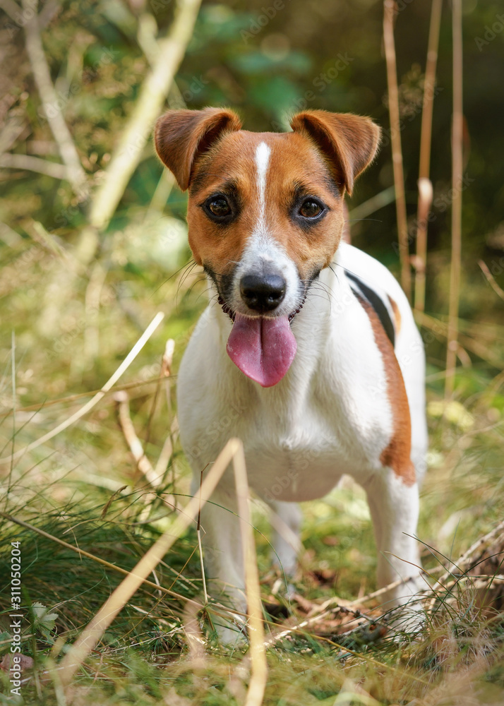 Portrait of small Jack Russell terrier dog, her tongue sticking out, blurred grass and forest in background