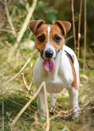 Portrait of small Jack Russell terrier dog, her tongue sticking out, blurred grass and forest in background