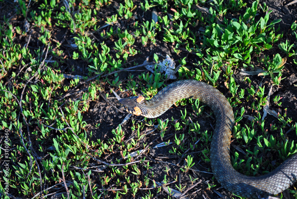 Obraz premium The grass snake (Natrix natrix, ringed snake, water snake) crawling on dry ground, top view