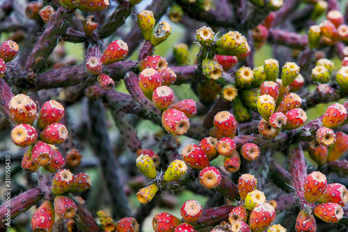 Принти на полотні Fruit Blossoms on Purple Staghorn Cholla Cactus