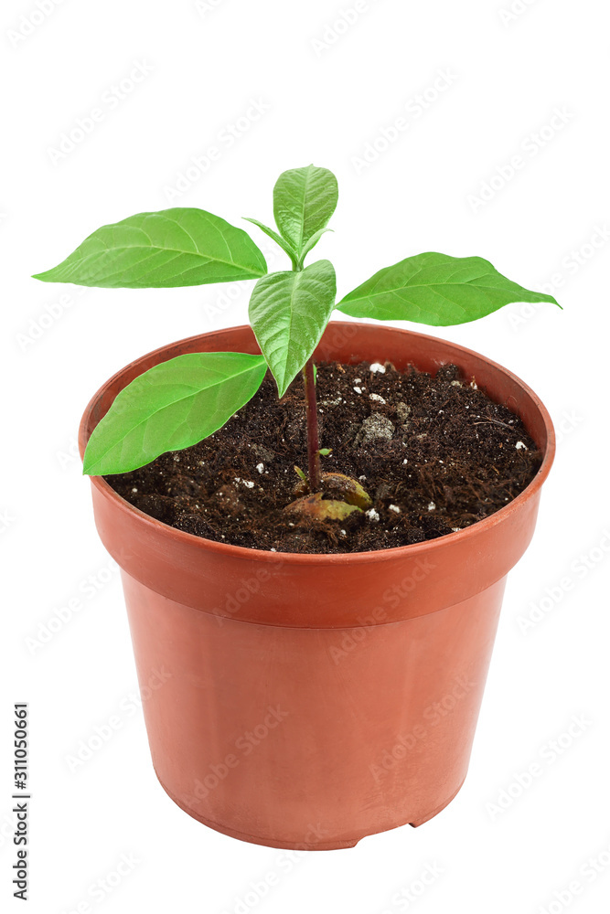 Young avocado sprout with leaves in pot isolated on white background Young avocado sprout with leaves in pot isolated on white background