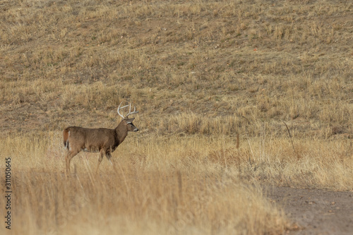 Whitetail Deer Buck in Colorado During the Fall Rut