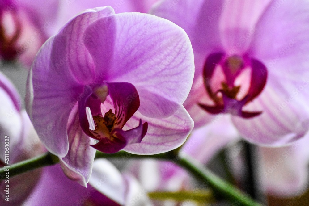 Obraz premium orchid petal close up