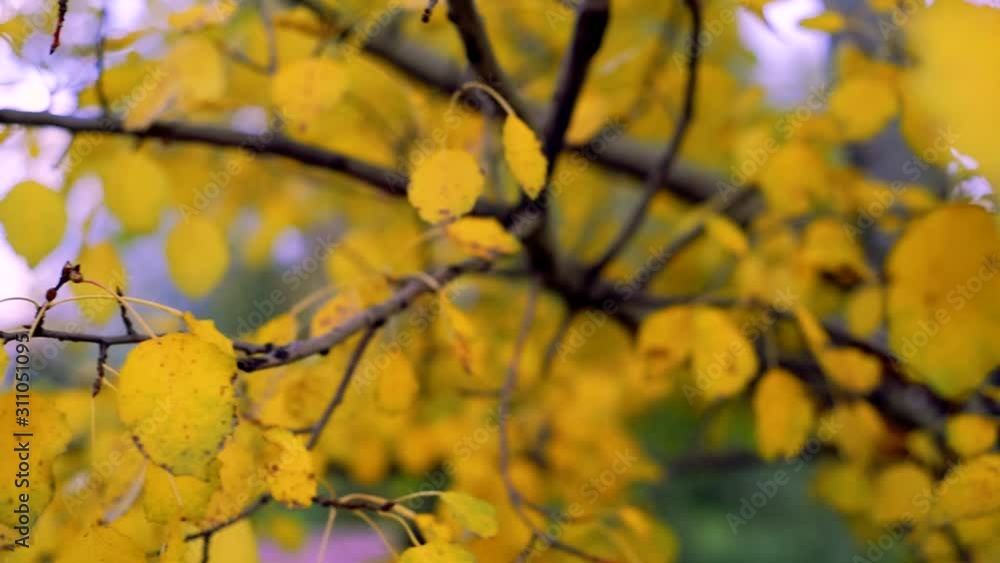 Autumn background. Beautiful birch tree over Blurred colorful leaves abstract backdrop. Orange, red and yellow colors. Slow motion Autumn background. Beautiful birch tree over Blurred colorful leaves abstract backdrop. Orange, red and yellow colors. Slow motion