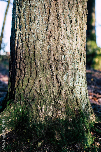 Nature Baum Struktur