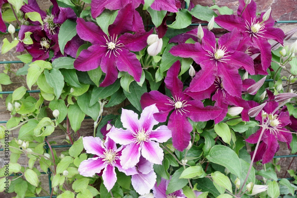 Clematis Clematis