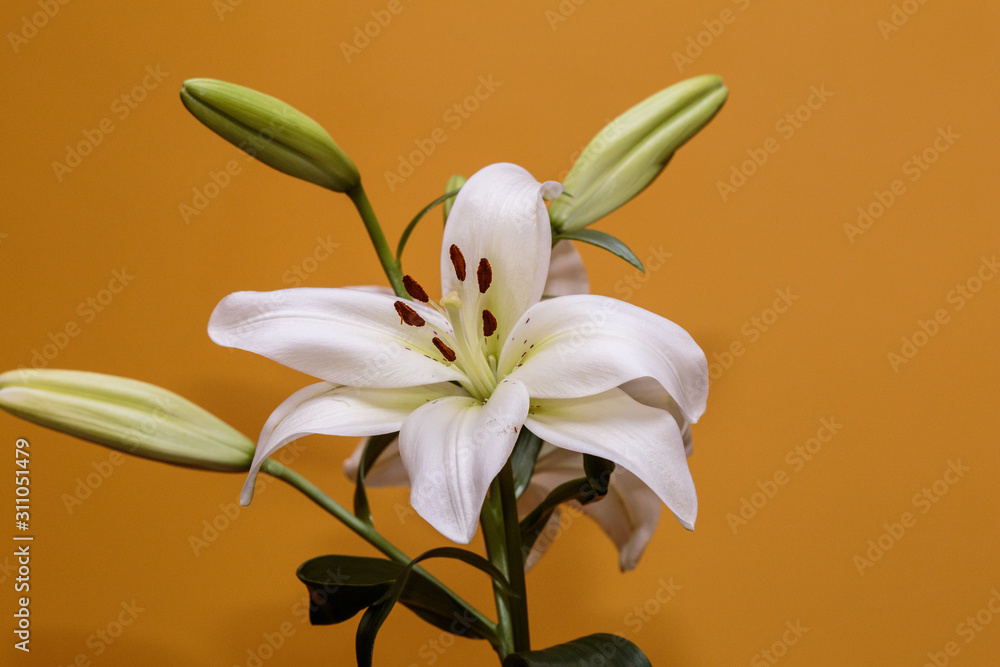 Naklejka premium Close up of white calla lilies on a yellow background.
