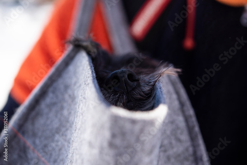 nasino di cucciolo di cane nero che esce da una borsa di pannolenci photo