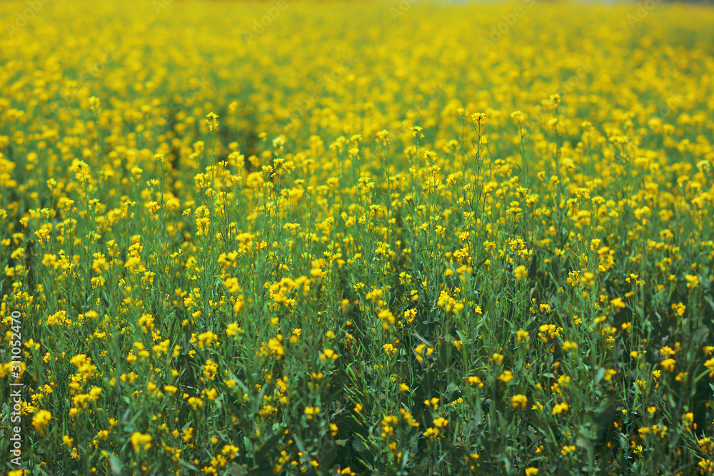 Fototapeta premium Mustard plant with blur background.