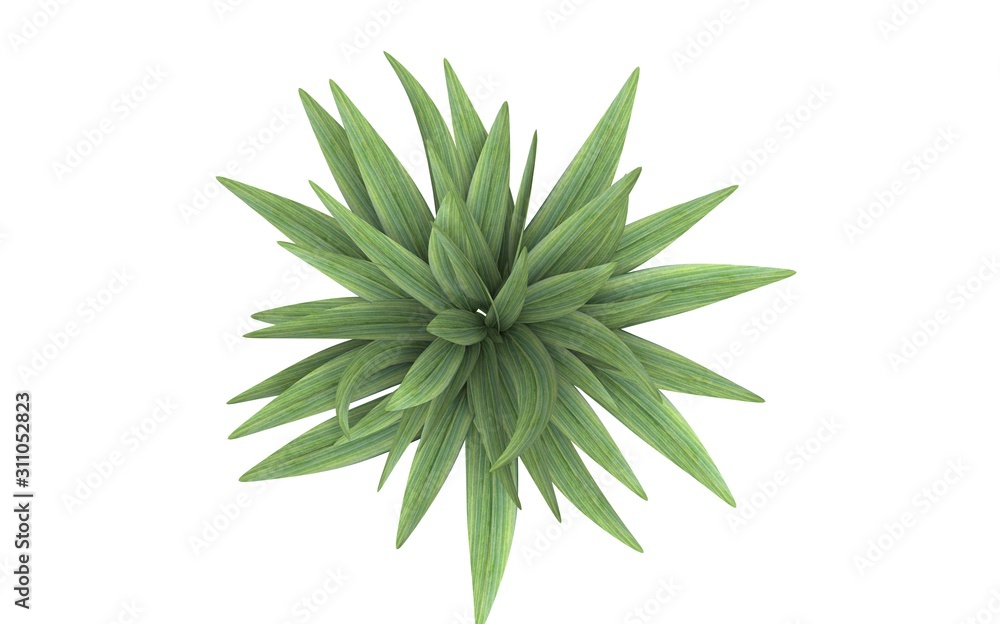 Plant Isolated on White, 3D Rendering Plant Isolated on White, 3D Rendering