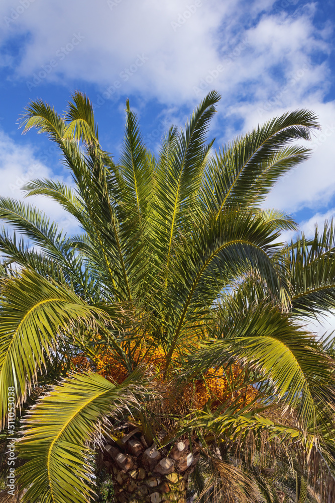 Canary Island Date Palm (Phoenix canariensis) with leaves and fruits against sky on sunny day. Vacation concept. Montenegro Canary Island Date Palm (Phoenix canariensis) with leaves and fruits against sky on sunny day. Vacation concept. Montenegro
