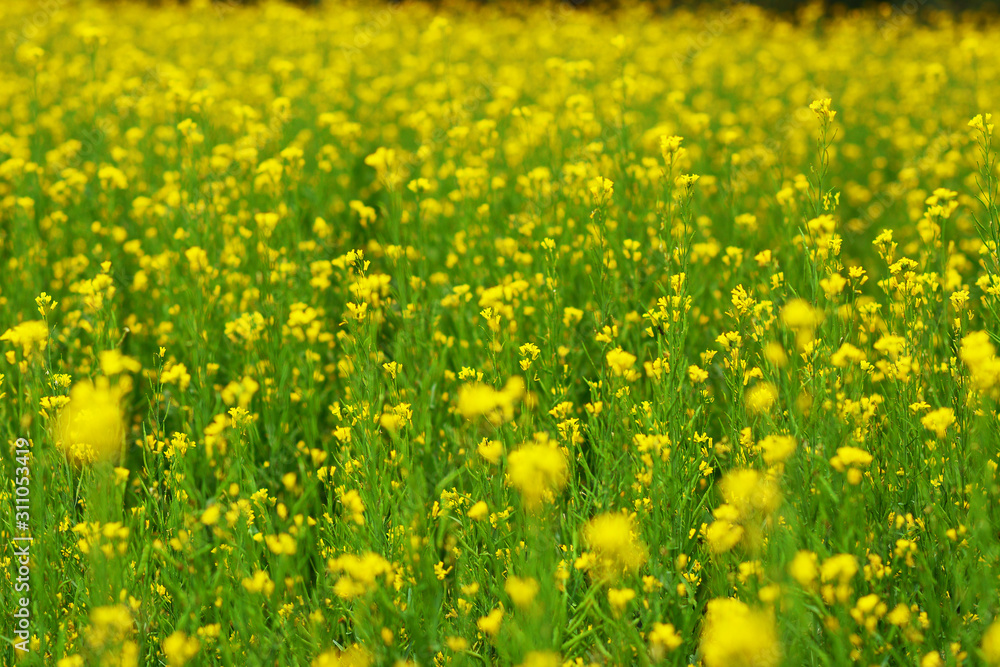 Obraz premium Mustard plant with blur background.