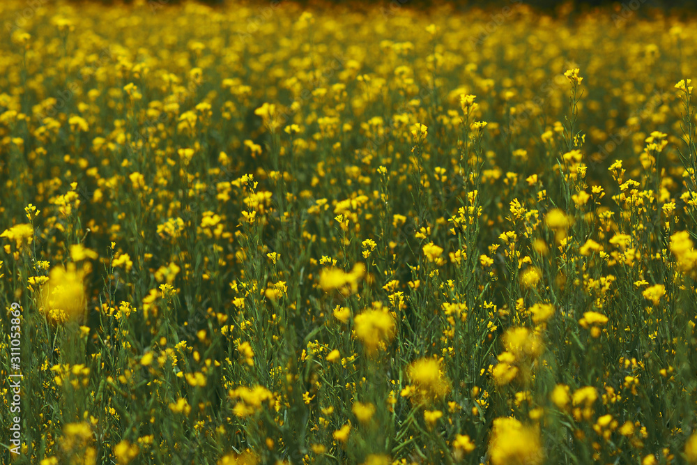 Fototapeta premium Mustard plant with blur background.