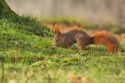 Obraz na płótnie Ein Eurasisches Eichhörnchen versteckt im Herbst eine Nuss in der Wiese, sciurus vulgaris w salonie