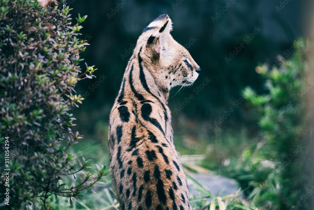 Naklejka premium サーベル