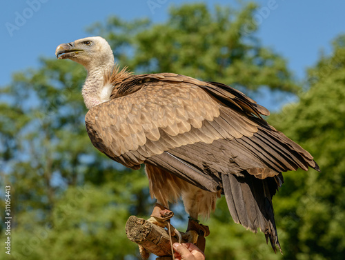 a vulture bird sitting on stick in sun shine