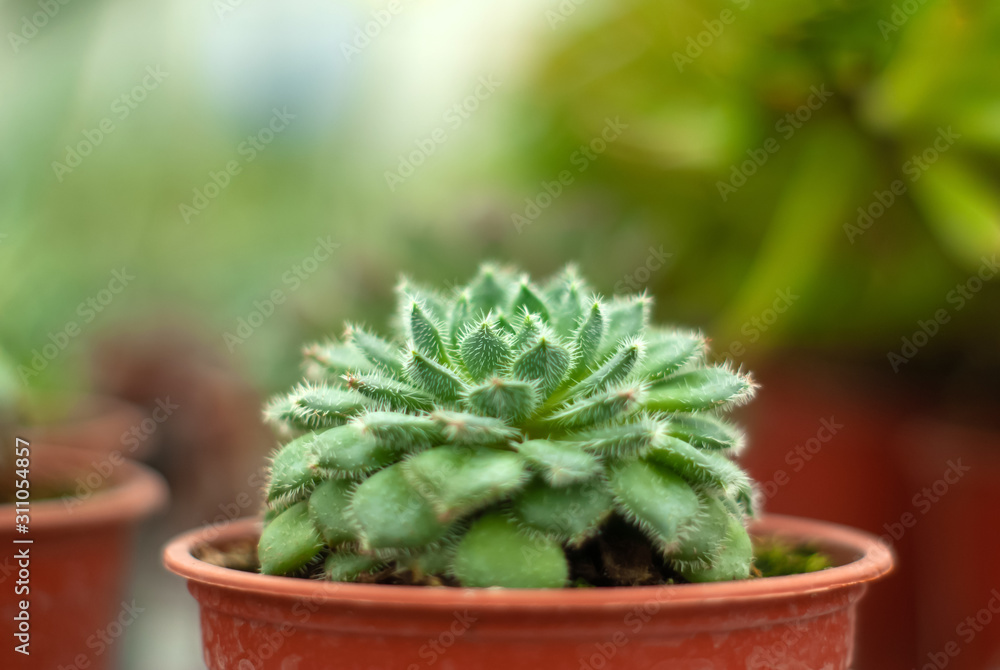 pot with succulent echeveria close-up pot with succulent echeveria close-up