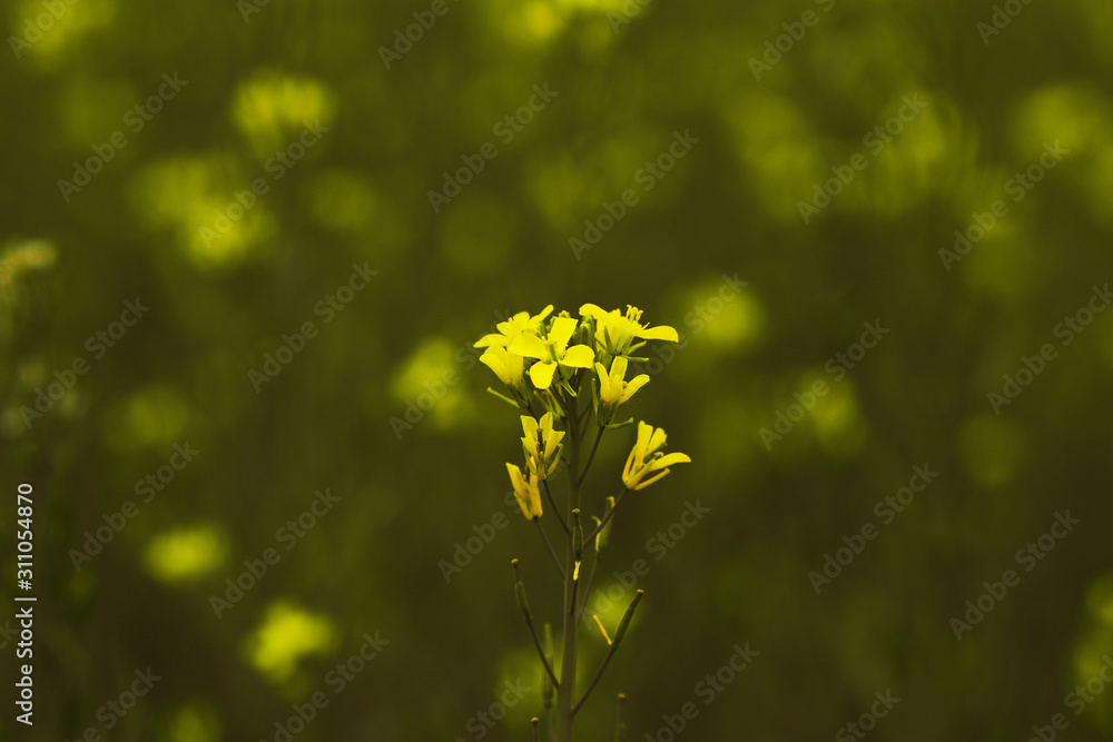 Obraz premium Mustard flower field is full blooming.