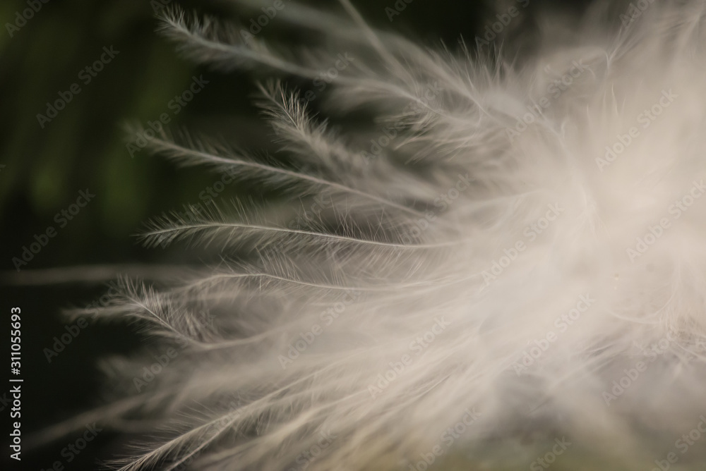 White feathers on black background. Holiday concept White feathers on black background. Holiday concept