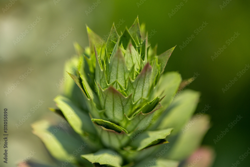Top cactus plant Top cactus plant