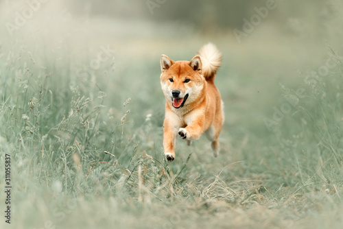 Obraz na plátně red shiba inu dog running outdoors in summer