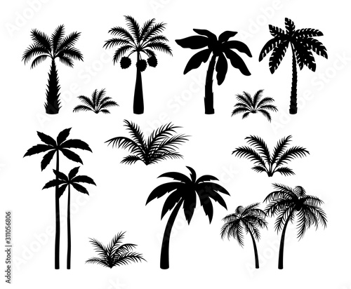Silhouette palm trees. Set tropical black jungle plants illustration. Vector isolated image silhouettes leaves and coconut jungle tree on white background